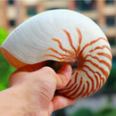 14-16Cm 5.5-6.3Inch Natural Nautilus Seashell Tiger Chambered Nautilus Home
