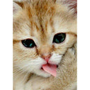 5D DIY Diamond Painting Full Drill Rhinestone Cat Cross Stitch Decor (T341)