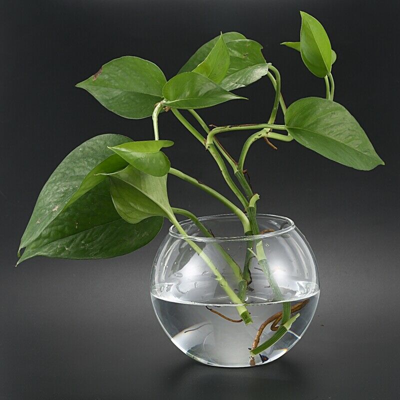 Round Sphere Vase in Transparent Glass Fish Tank I2P5