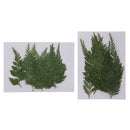 12Pcs Pressed Dried Fern Leaves Plant Herbarium DIY Arts Crafts Scrapbooking