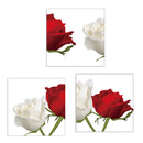 Red and White Rose Flowers Print on Canvas Modern Artwork for Wall Decor