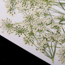 10 Pieces Lace Flower Dried Flowers Embellishments for DIY Phone Case Decoration