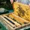 10Pcs Reusable Small Bee Hive BeeHive Beetle Blaster Trap Beekeeping Frame Tool