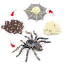 Realistic Plastic Spider Growth 4 Stages Lifelike Life Cycle Kids Education Toys