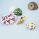100PCS Aquarium Beach Nautical DIY Shells Mixed Bulk Sea Shell Fashion