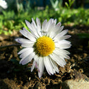 500 Samen GroÃƒÅ¸packung Wiesen Mutterkraut Margerite Chrysanthemum SELL HOT O6A6