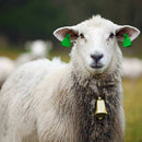 2pcs Livestock Tool Super Loud Copper Bell Dog Cattle Animal Grazing Cow Horse