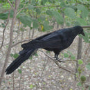 Realistic New Black Raven Feathered Crow Halloween Fancy Dress Prop Accesso B1X3