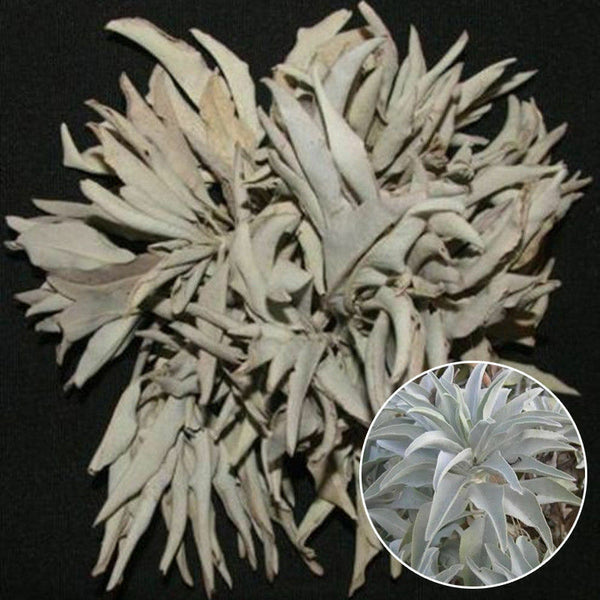 200Pcs California White Sage Seeds Sacred Salvia Apiana Ceremonial Aromatics LJ