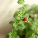 Mini Ladybug Garden Ornaments Scenery Craft Plant Pot Fairy Decor LJ