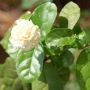 20 pcs Cape Jasmine Jasminiodes White Shrub Aromatic Flower Seeds Plant A6T4