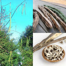 organic moringa oleifera 50 seeds plants seeds drumstick tree tree naturalBLURly