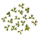 10x Pressed Real Dried Flower Dry Leaves DIY Crafts Bookmark Card Making 01