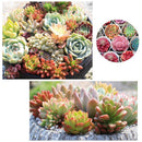 300pcs Mixed Succulent Seeds Lithops Living Stones Plants Cactus Home Beauty New