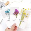 Dried Flowers Greeting Cards-Blank Note Cards Birthday Note Thank You Cards X1A2