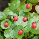 20X Mini Ladybug  Garden Ornaments Scenery Craft For Plant Fairy Decor A KdJC3C