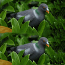 2 Pigeon Bird Decoy Hunting Bait Pest Control Repeller Yard Scarer Scarecrow