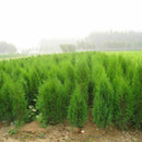 50pcs Lot Arborvitae Cypress Cupressus Sempervirens Pine Garden: Tree C1L3 B0K5