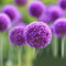 10pcs purple giant allium giganteum flower black seeds home garden plant decorLJ