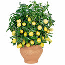 10pcs Lemon bonsai lemon Tree Fruit Tree Garden Courtyard fruit plants ME ME
