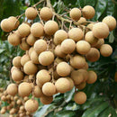 5pcs Dwarf Longan Sri Chompoo/Dragon Sweet Exotic Tropical P7Q7 Bonsai Su F V5H3