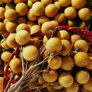 5pcs Dwarf Longan Sri Chompoo/Dragon Sweet Exotic Tropical P7Q7 Bonsai Su F V5H3