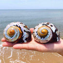 Natural South African Snail Sea Shell Coral Fish Tank Home UK Decoration M9T9