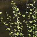 1x Plastic Willow Artificial Vine Foliage Plant Window Ceremony 90cm Green