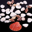 100g Fish Tank Beach Nautical DIY Mixed Sea Shells For Aquarium Craft Decor Intr