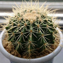 100pcs Cactus mix (A mixture of varieties) indoor Flower Home E3D6 S K2D9 G M6C2