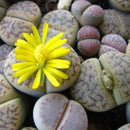 200Pc Succulent Cactus Mixed Lithops Flower Seeds Living Stones Flower Seed X8J6