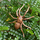 Life Cycle of a Spider Models Nature Insects Bug Learning Educational Toys