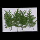 12x Pressed Real Dried Leaves Wormwood for DIY Scrapbooking Album Card Green