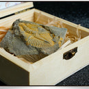 Trilobite Fossils Collection in Box Fossils Millions of Years Old!