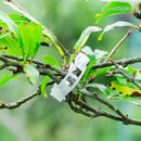 100pcs Veggie Garden Plant Support Clips for Trellis Twine Tomato Gree AER