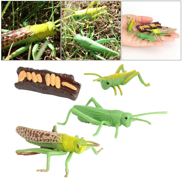 Simulation Nature Grasshopper Growth Pre-school Cognitive Toys Themed Party