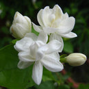 20 pcs Cape Jasmine Jasminiodes White Shrub Aromatic Flower Seeds Plant A6T4