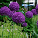 10pcs purple giant allium giganteum flower black seeds home garden plant decorLJ