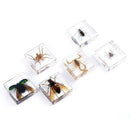 Creative Clear Amber Resins Insect Home Decorative Teaching Tools Insects G0D8