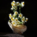 400pcs mixed daffodil double narcissus duo bulbs seeds spring plant SP