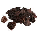 30PCS/Package Mini Natural Dried Brwon Lotus Pods Seeds Inside
