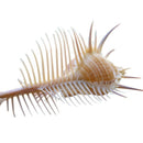 Natural Snail Snail Snail Venus Snail Shell Conch Aquarium Landscaping Wedd