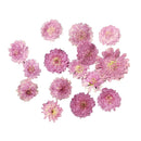 20Pcs Pressed Flowers Petals Real Natural Dried Flower for DIY Floral Decor