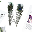 10Pcs 25cm Natural Peacock Tail Feathers Costume Party Wedding DIY Fashion Craft