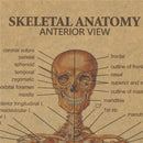 skeletal anatomy poster bar home decor retro kraft paper painting wall S Cy