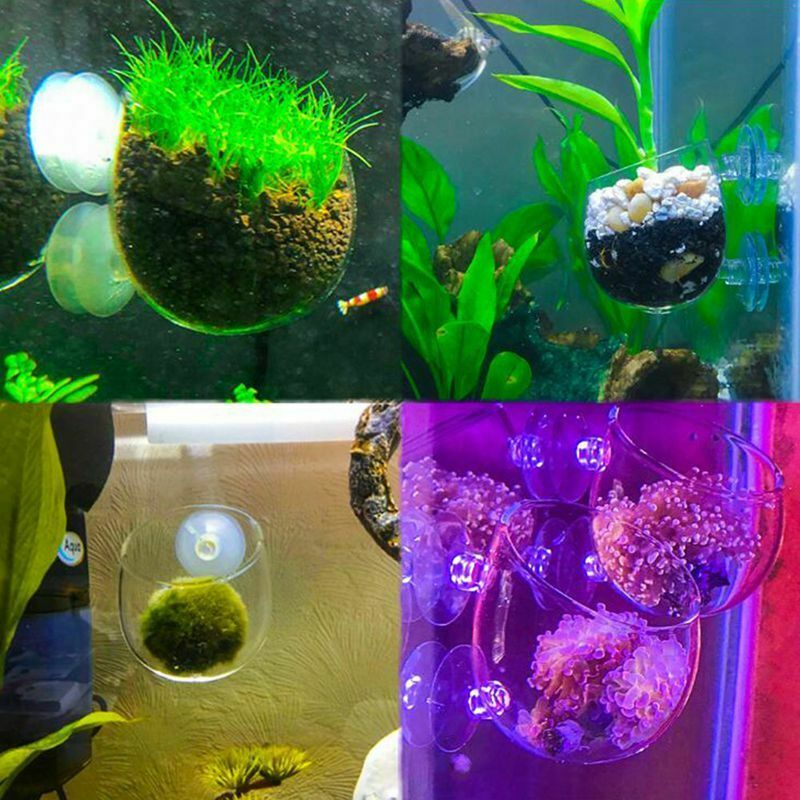 2X Glass Aquatic Plant Cup Pot 4X Suction Cups Fish Tank Aquarium Aquascape