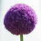 10pcs purple giant allium giganteum flower black seeds home garden plant decorLJ
