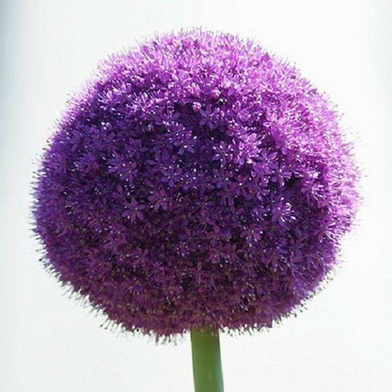 10pcs purple giant allium giganteum flower black seeds home garden plant decorLJ