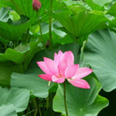 10PCS Water Lotus Flower Plant Bowl Pond Bonsai Seeds for Home Garden  OZ
