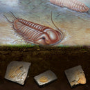 Trilobite Fossils Collection in Box Fossils Millions of Years Old!